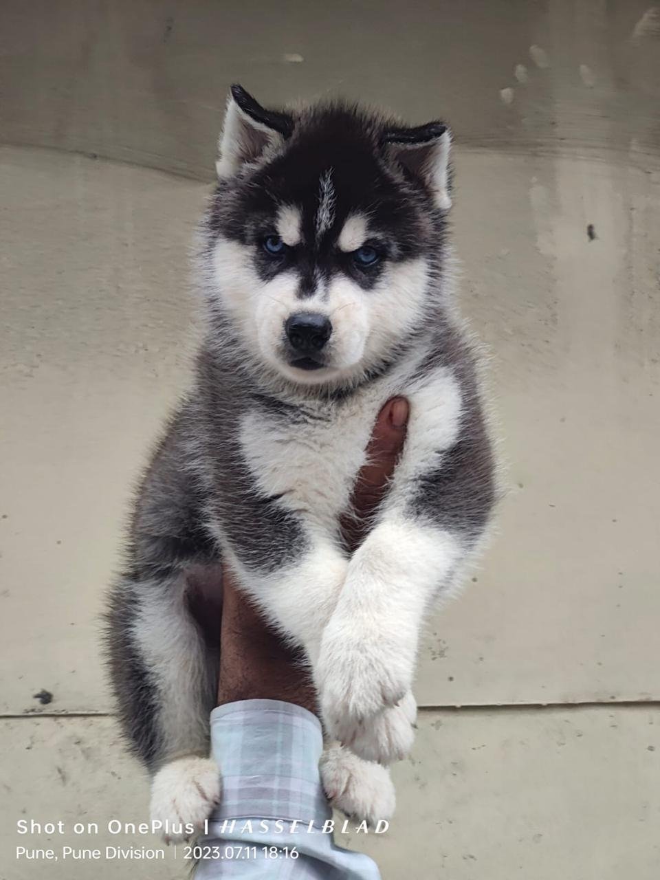 Buy Vaccinated  Siberian Husky Puppy from Hyderabad